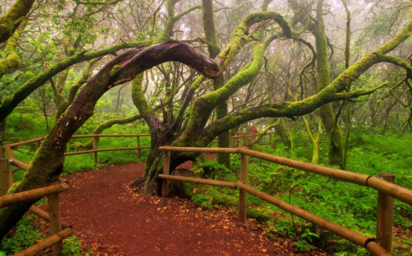 Bosque del Cedro, en el Parque Nacional de Garajonay